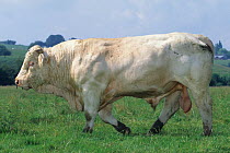 Domestic cattle (Bos taurus) Charolais cow, bull walking across field, France
