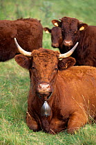 Domestic cattle (Bos taurus) Salers cow with bell around neck, Massif Central, France