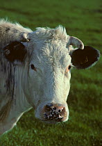Domestic cattle (Bos taurus) French white-blue cow, France
