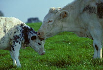 Domestic cattle (Bos taurus) French white-blue cow with calf, France