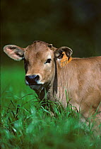 Domestic cattle (Bos taurus) Parthenaise cow, calf, Poitou-Charentes, France
