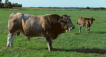 Domestic cattle (Bos taurus) Nantaise cow, bull, Loire-Atlantique, France