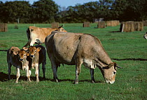 Domestic cattle (Bos taurus) Nantaise cow with two calves, Loire-Atlantique, France
