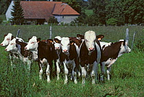 Domestic cattle (Bos taurus) Montbelliarde cow, group of calves, 6 months, Jura, France