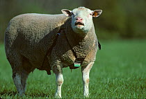 Domestic sheep (Ovis aries), Berrichon du Cher Sheep, ram, with marker harness for marking females that he mates with, France