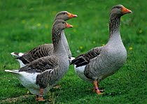 Domestic goose (Anser anser domesticus) Alsatian goose group, standing on grass, France.