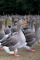 Domestic goose (Anser anser domesticus) group of intensive farmed Toulouse geese, standing together, France.