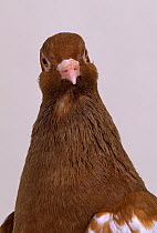 Domestic Pigeon (Red Carneau) head portrait.