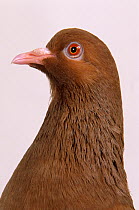 Domestic Pigeon (Red Carneau) head in profile.