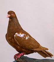 Domestic Pigeon (Red Carneau).