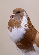 Domestic Pigeon (Ghent Cropper) head in profile.