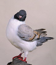 Domestic Pigeon (English Modena).