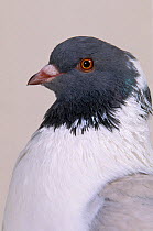 Domestic Pigeon (English Modena) head portrait.