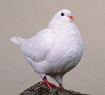 Domestic Pigeon (White King).