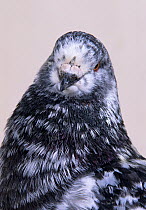 Domestic Pigeon (King) head portrait.