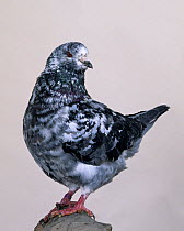 Domestic Pigeon (King).