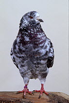 Domestic Pigeon (King).