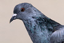 Domestic Pigeon (Frillback) head portrait.