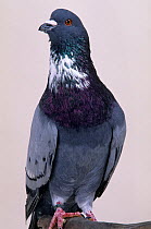 Domestic Pigeon (Cauchois).
