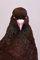 Domestic Pigeon (Red Carneau).