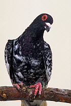 Domestic Pigeon (Briver Blackhead).