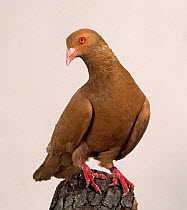 Domestic Pigeon (Runt).