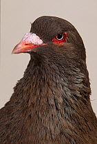 Domestic Pigeon (Runt).