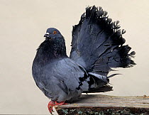 Domestic Pigeon (Peacock Tail) male displaying.