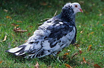 Domestic Pigeon (Montauban) on grass.