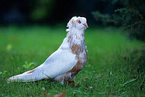 Domestic Pigeon (Montauban).