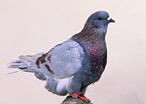 Domestic Pigeon (Mondain).
