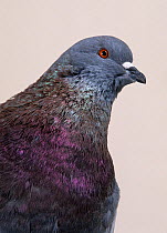 Domestic Pigeon (Mondain).