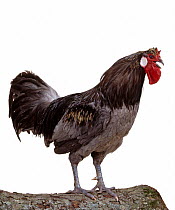 La Fleche Hen, Andalusian blue, cock crowing, studio portrait