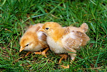 New-Hampshire Hen, chicks, 11 days, France