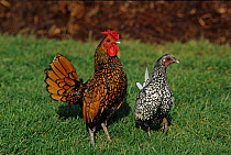 Sebright Bantam Hen, golden cock and silver hen on grass, France