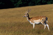 Fallow deer (Dama dama) young breeding male, standing in meadow, France. Captive.