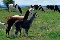 Alpaca (lama pacos) French breeding, three young standing together with cows in background, France.