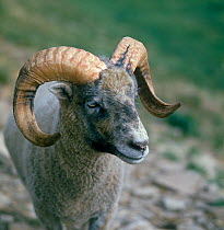 Domestic sheep (Ovis aries),  Orkney Sheep, North Ronaldsay, ram, France
