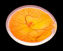 Domestic crossbreed hen (Gallus gallus domesticus), chick embryo developing in egg, embryo bathed in amniotic fluid within a vascular wall, 7 days, sequence 5/10