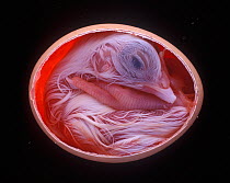 Domestic crossbreed hen (Gallus gallus domesticus), chick embryo developing in egg, chick ready to hatch, 20 days, sequence 10/10
