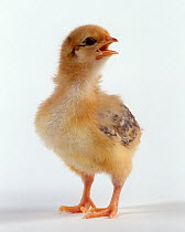Domestic hen (Gallus gallus domesticus), crossbreed domestic chicken, chick, 10 days