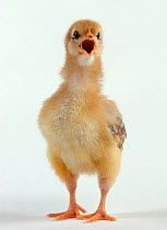 Domestic hen (Gallus gallus domesticus), crossbreed domestic chicken, chick calling, 10 days
