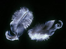 Domestic Pigeon (Frillback) feathers against black background.