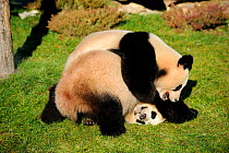 Giant panda (Ailuropoda melanoleuca) pair play fighting, captive, Zoo Parc de Beauval, France, Endangered