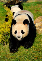 Giant panda (Ailuropoda melanoleuca) walking, captive, Beauval Zoo, Endangered