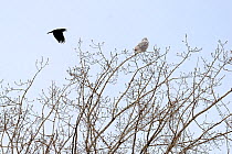 Carrion crow (Corvus corone) mobbing a Snowy owl (Bubo scandiaca) perched on branch, Canada, Quebec, February