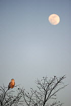 Snowy owl (Bubo scandiaca) perched on branch with full moon rising, Quebec, Canada, March