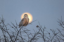 Snowy owl (Bubo scandiaca) perched on branch with full moon rising, Quebec, Canada, March