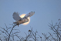 Snowy owl (Bubo scandiaca) taking off with full moon rising, Quebec, Canada, March