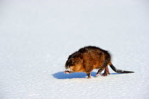 Muskrat (Ondatra zibethicus) walking on snow, Quebac, Canada